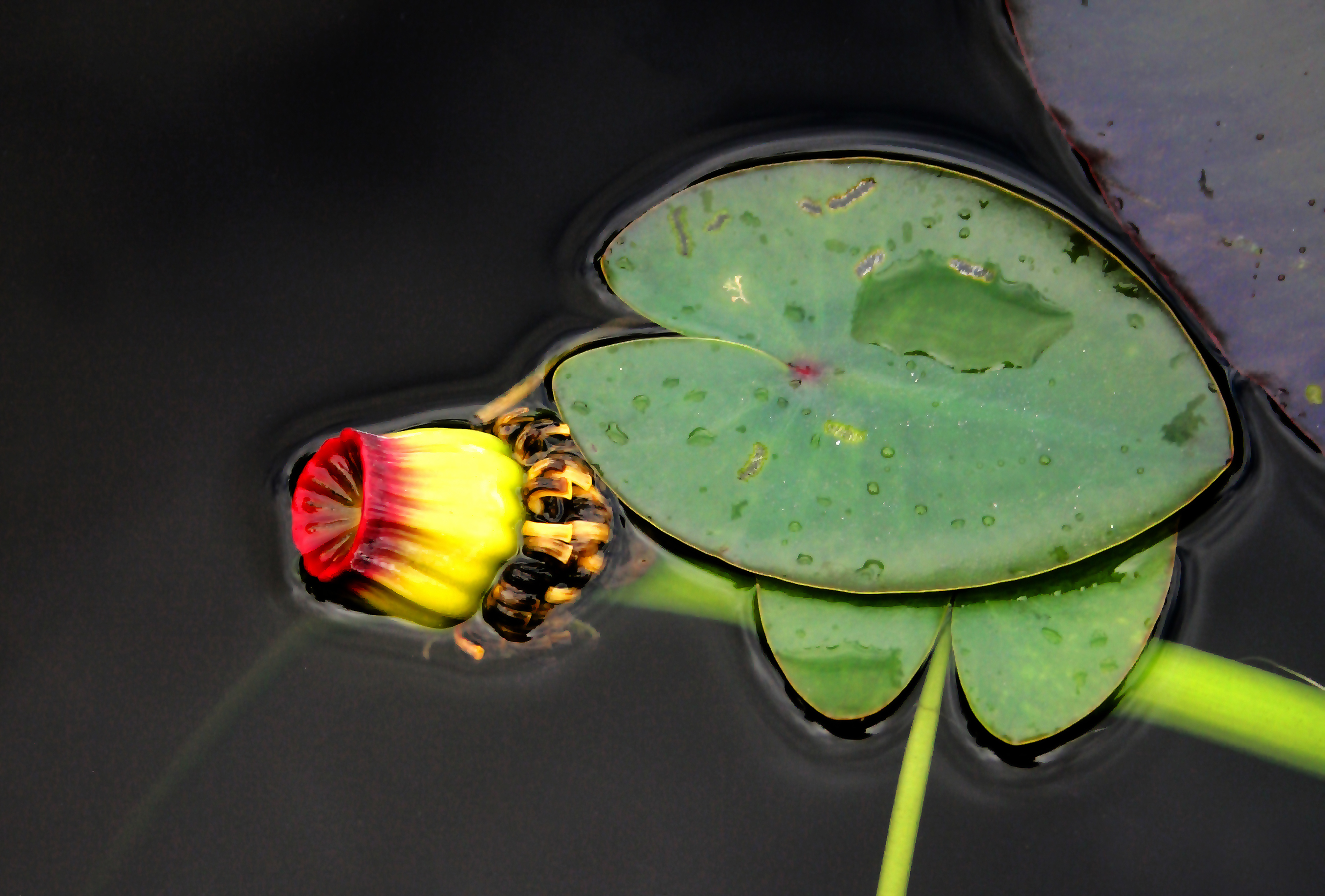 In the Pond