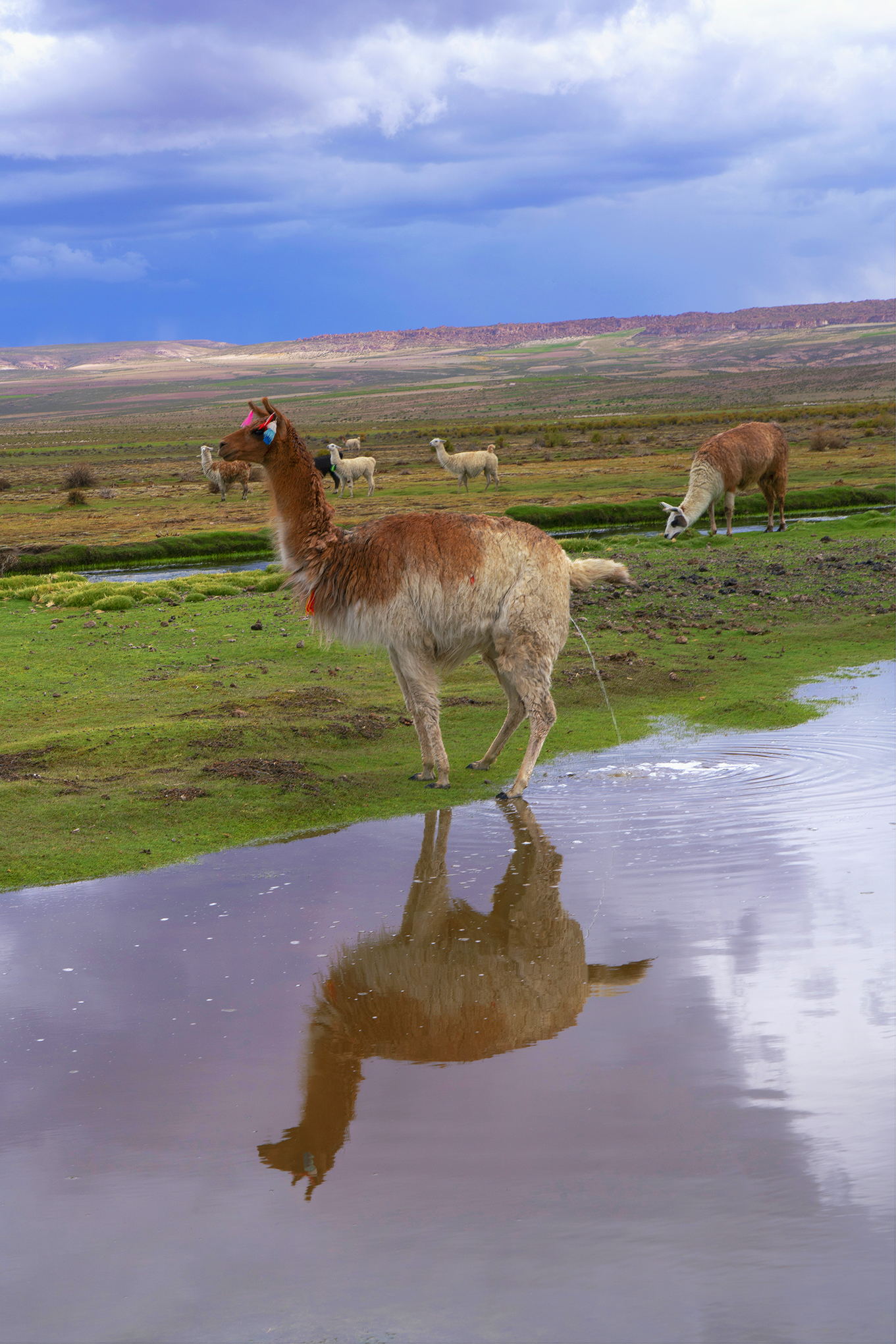 Alpaca Reflection