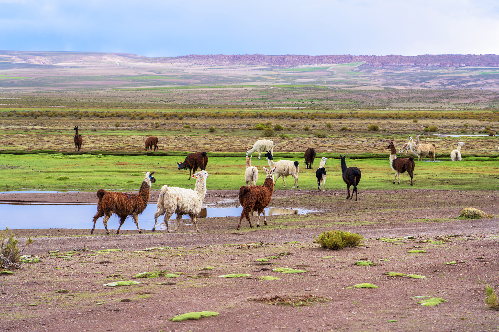 Alpacas 2