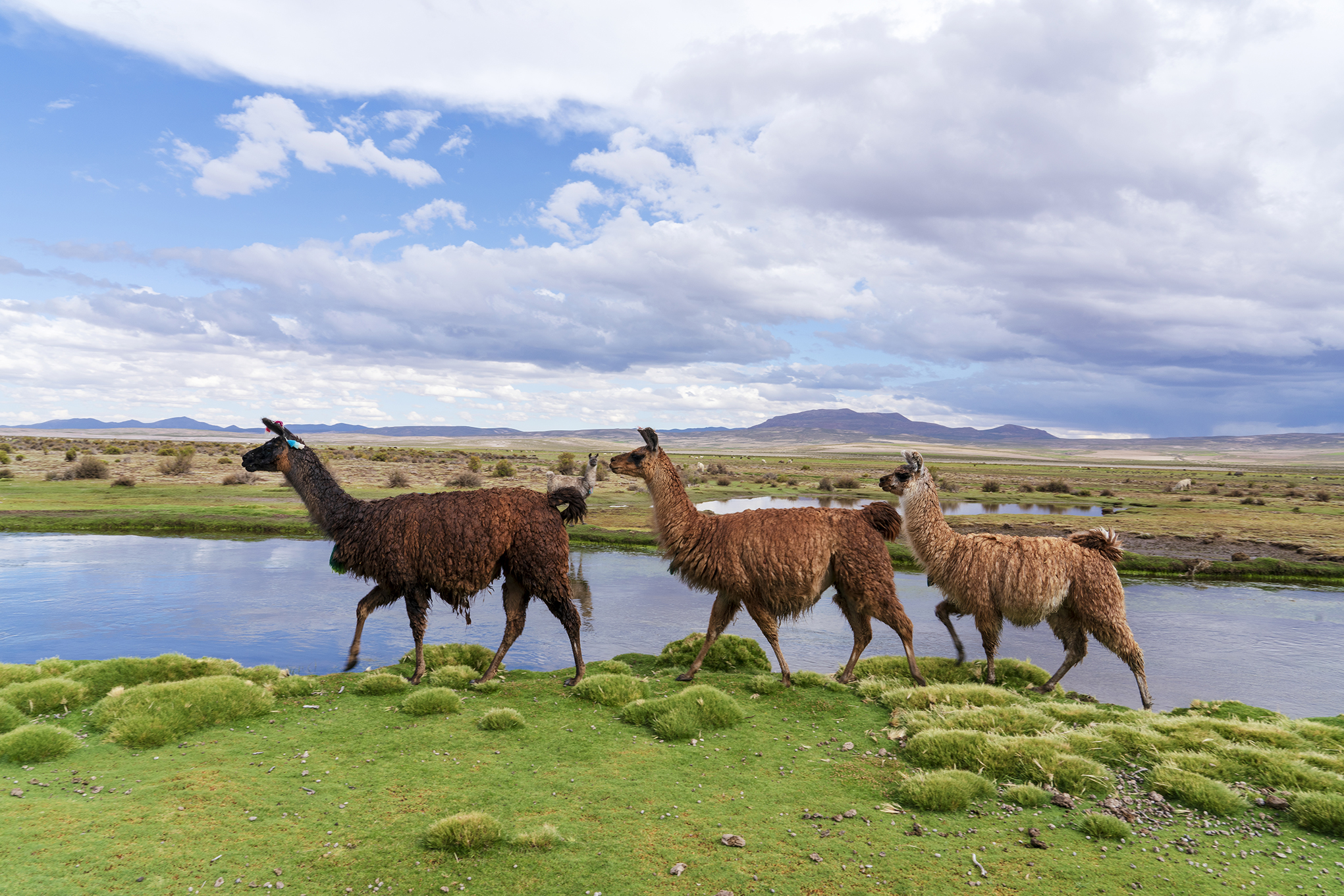 Alpacas Trio