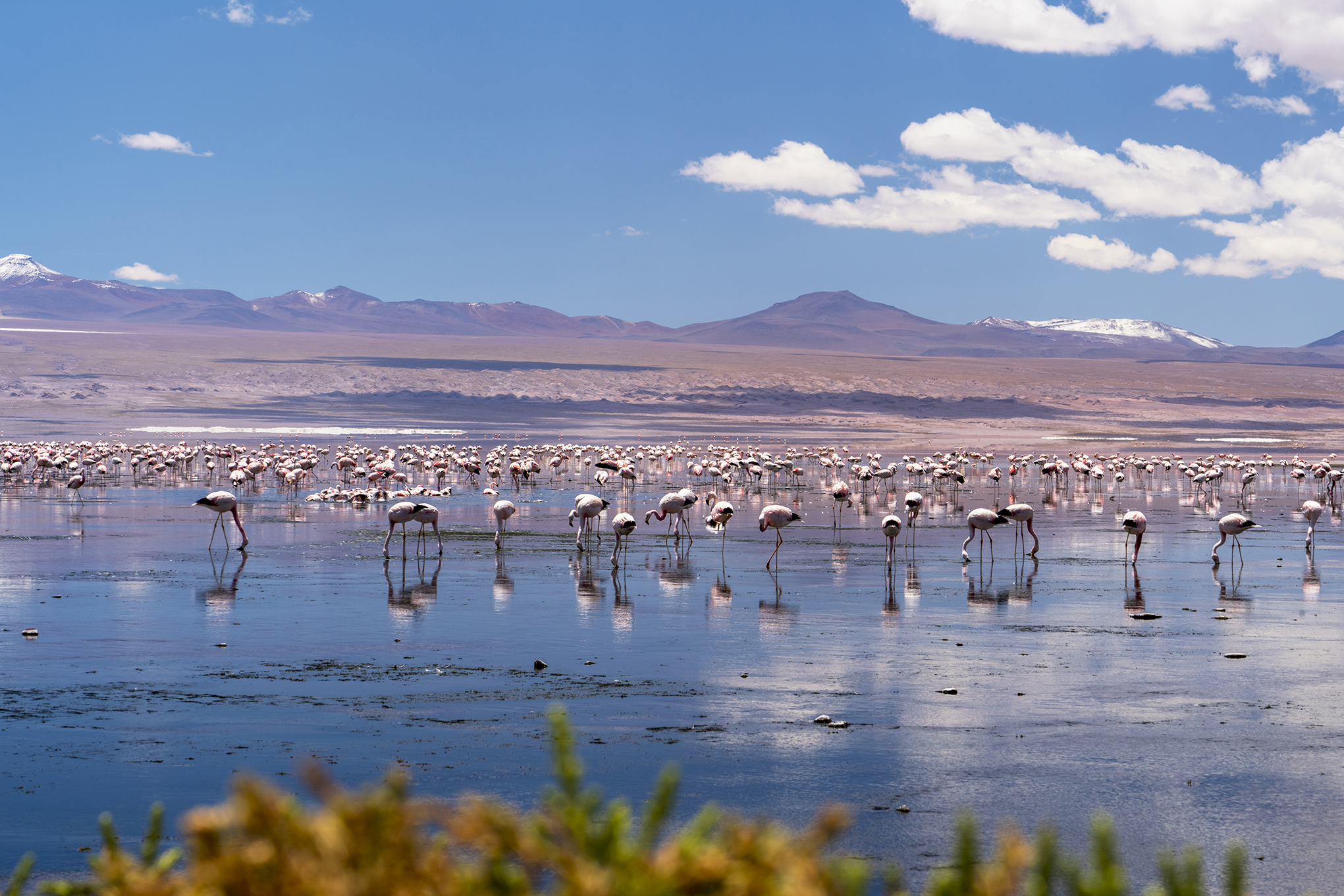 Bolivia Flamingos 1