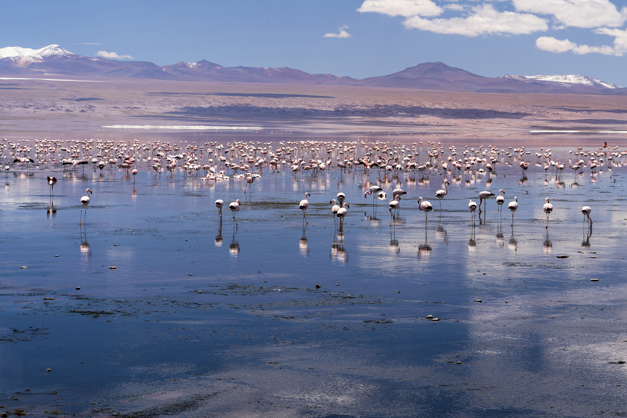 Bolivia flamingos 2