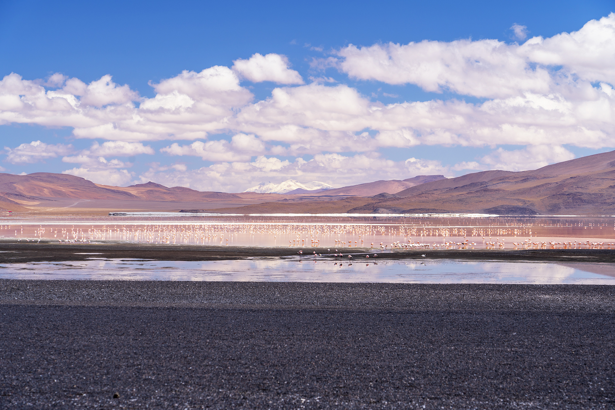 Bolivia Flamingos 3