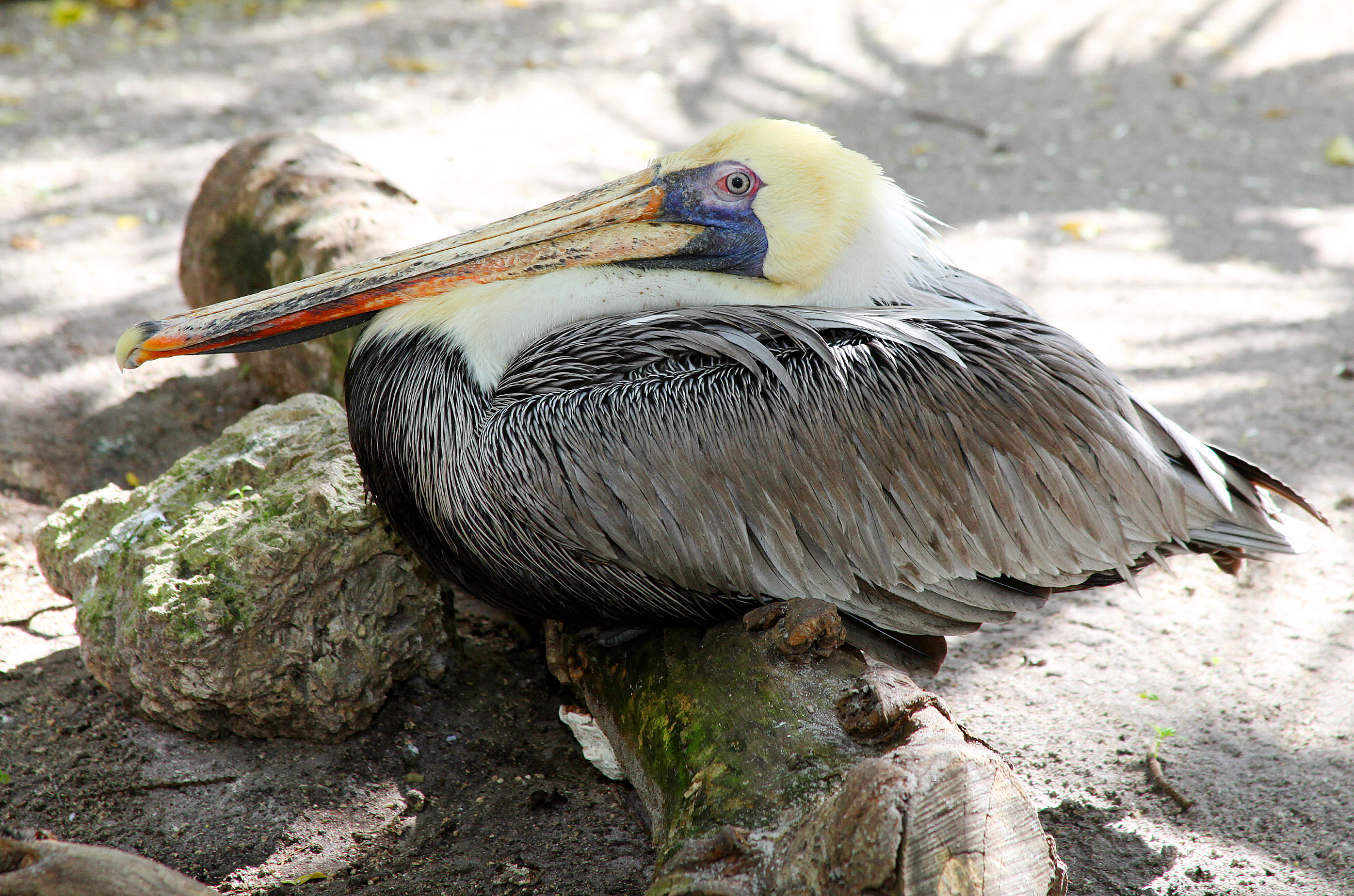 Pelican