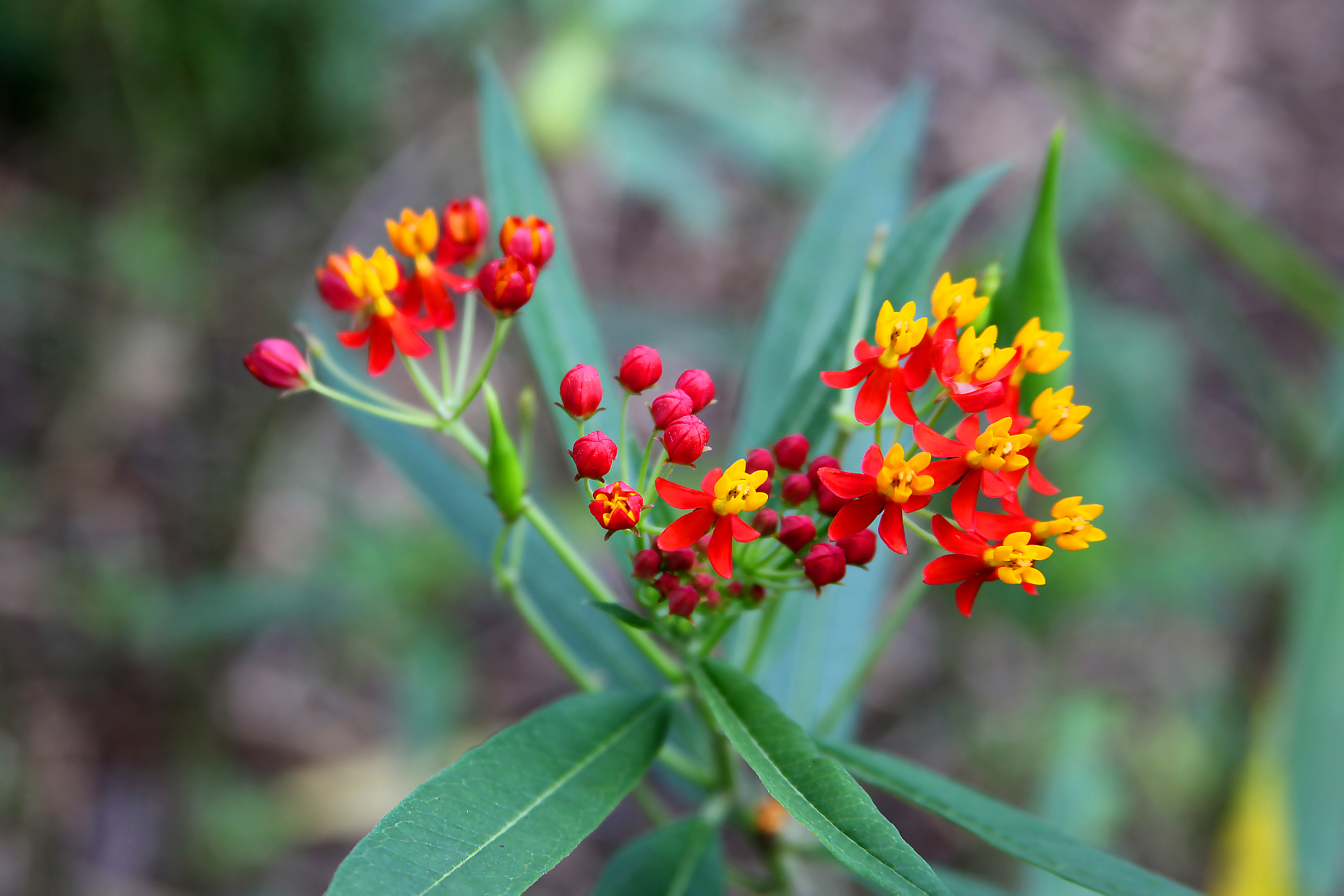 Orange & Red Flowers