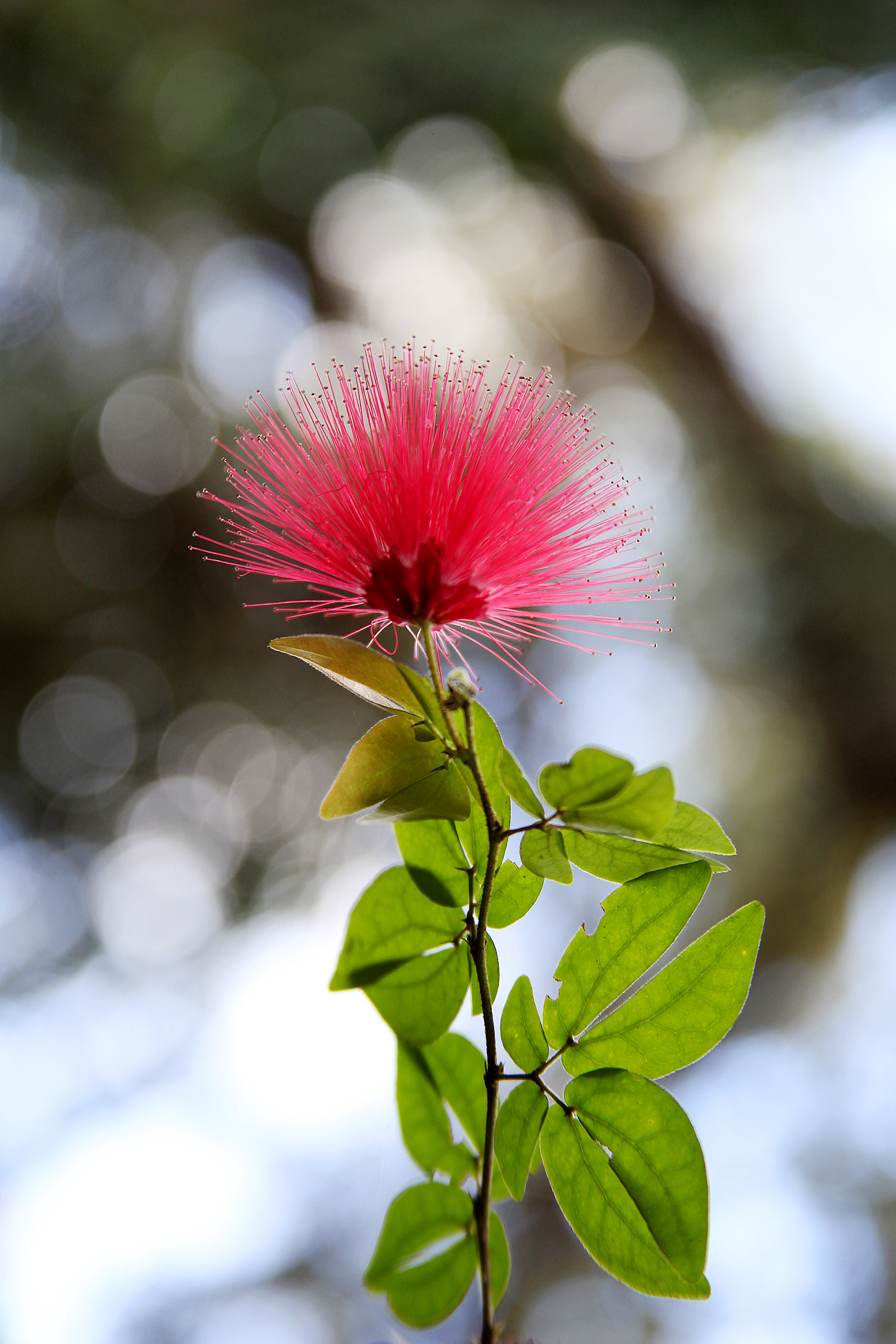 Red Flower