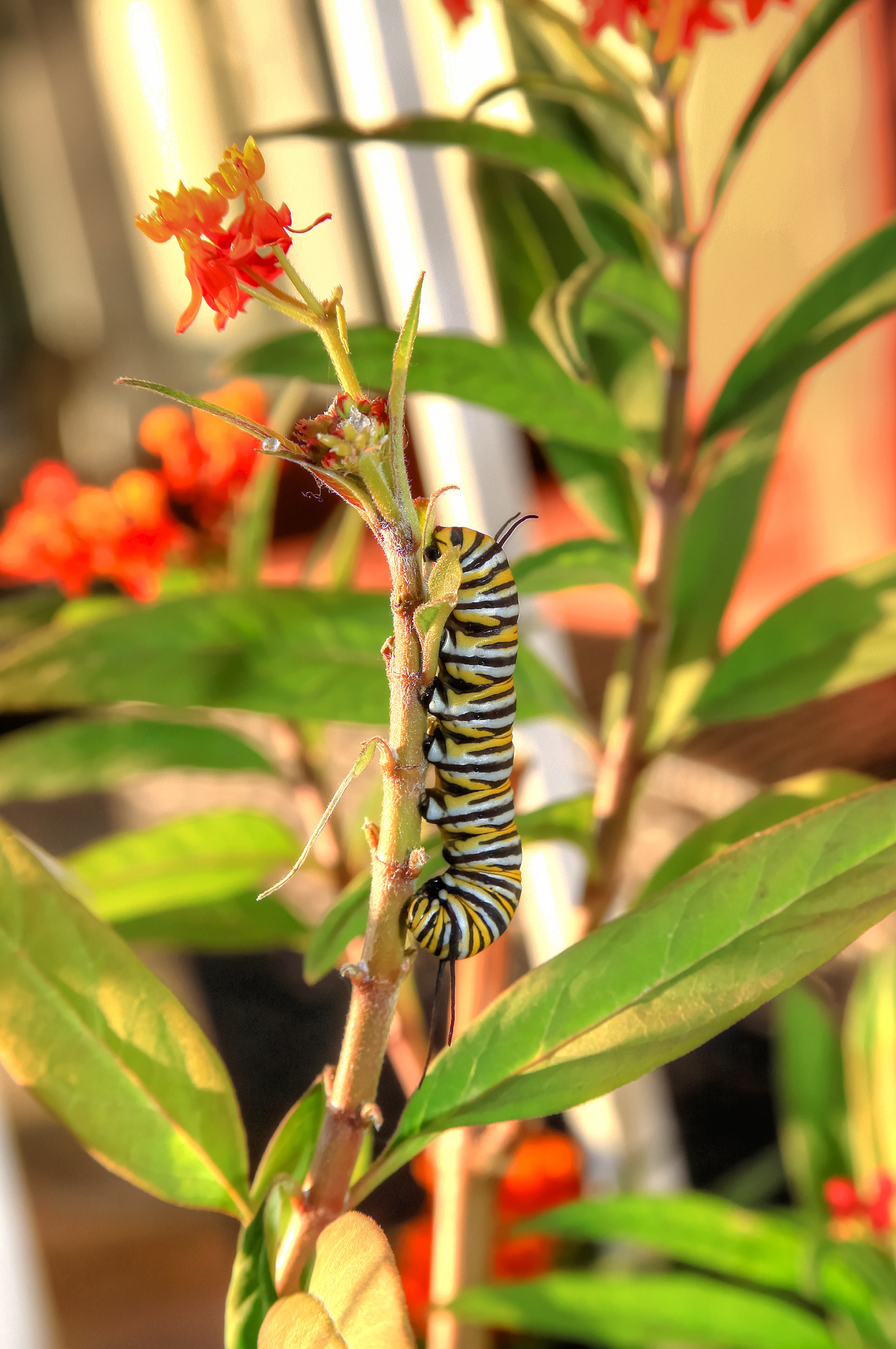 Caterpillar