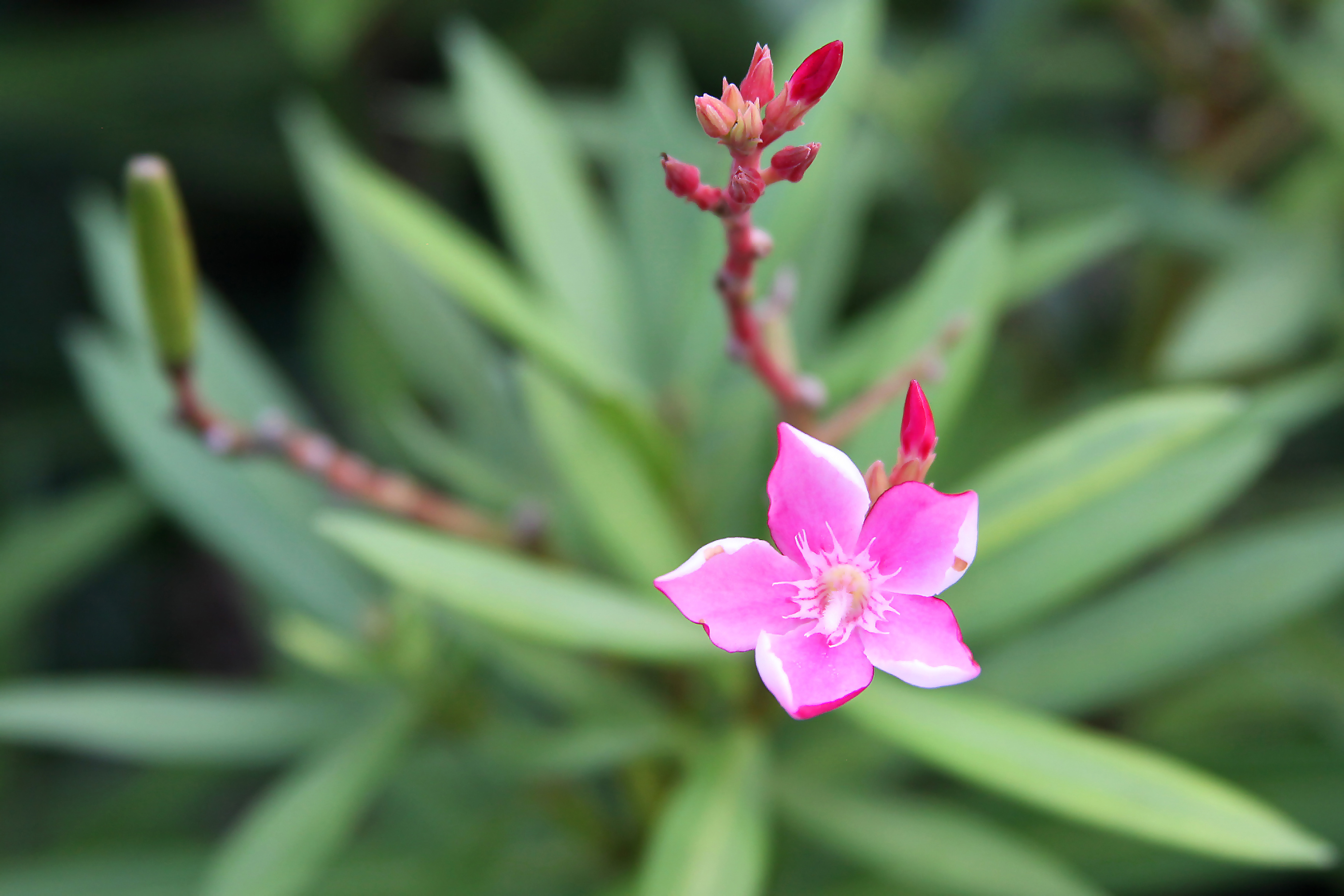 Pink Flower