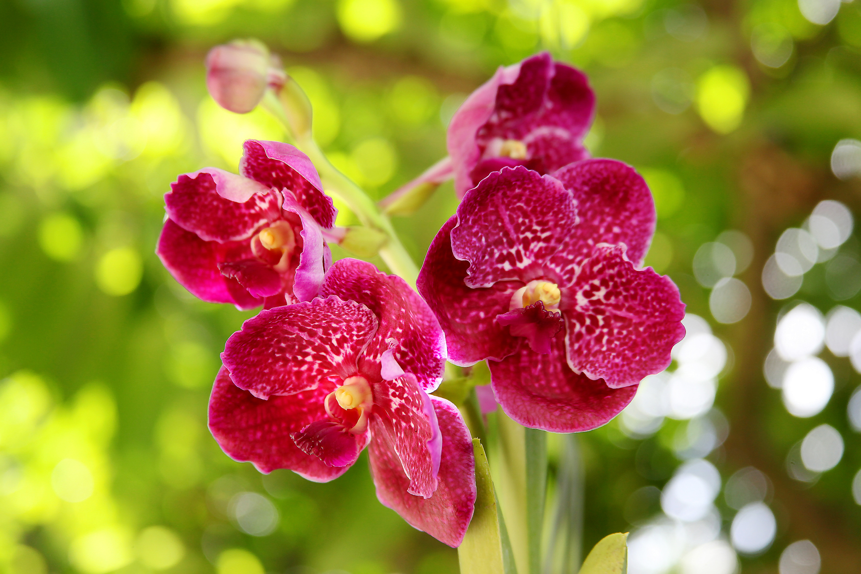 Fuchsia Orchids