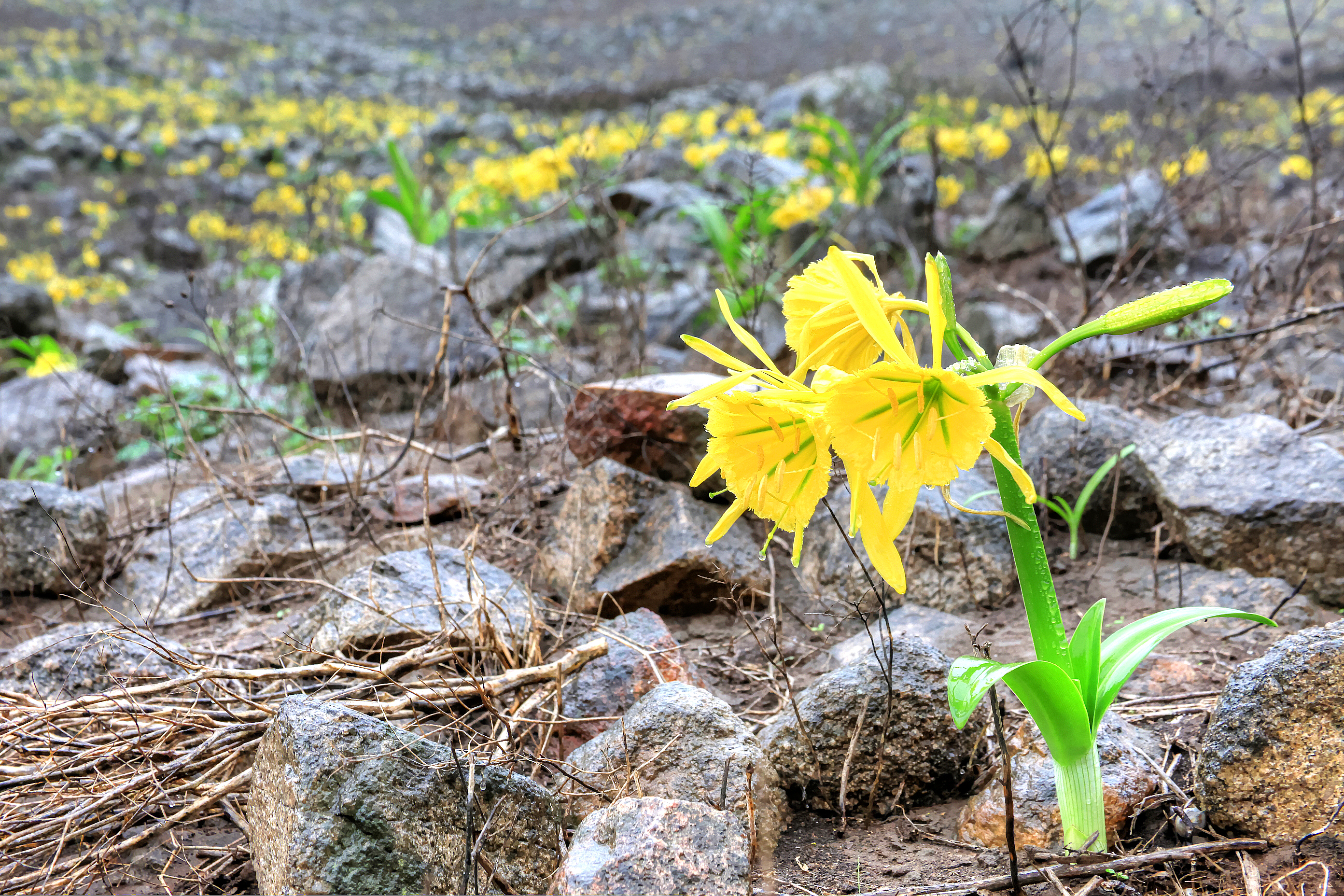 Yellows