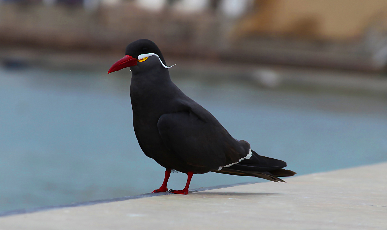 Black Seagull