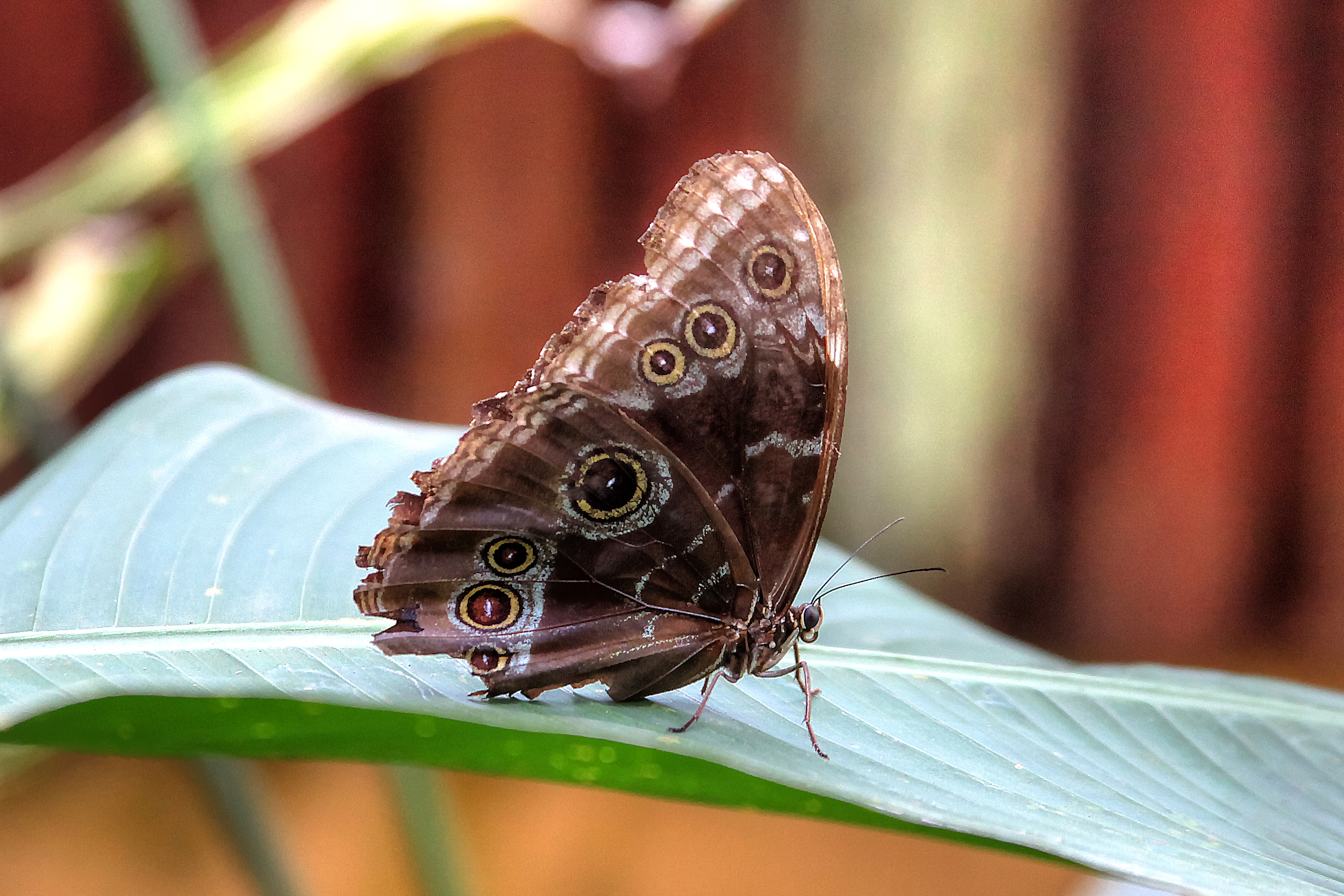 Brown Butterfly