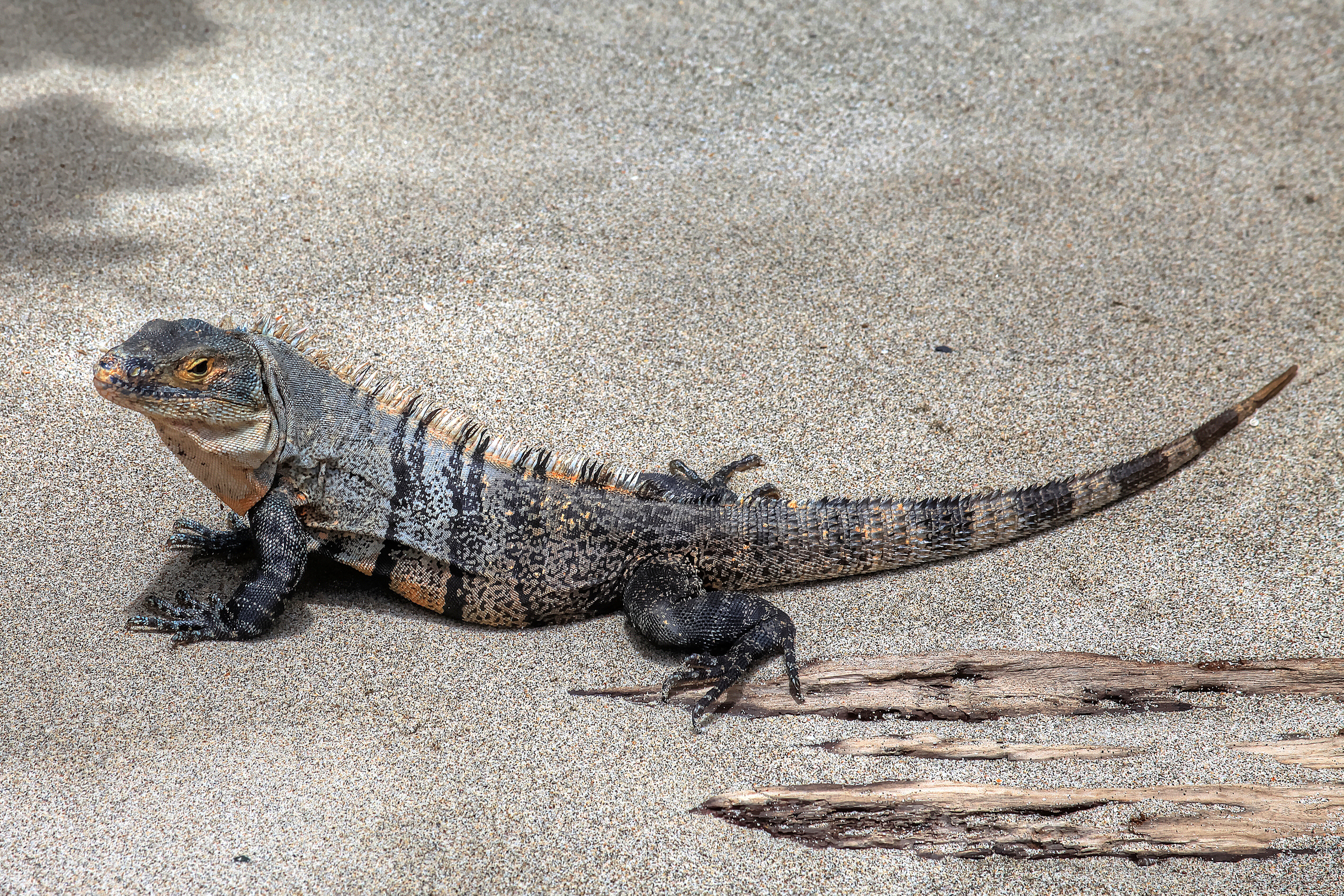 Costarican Iguana