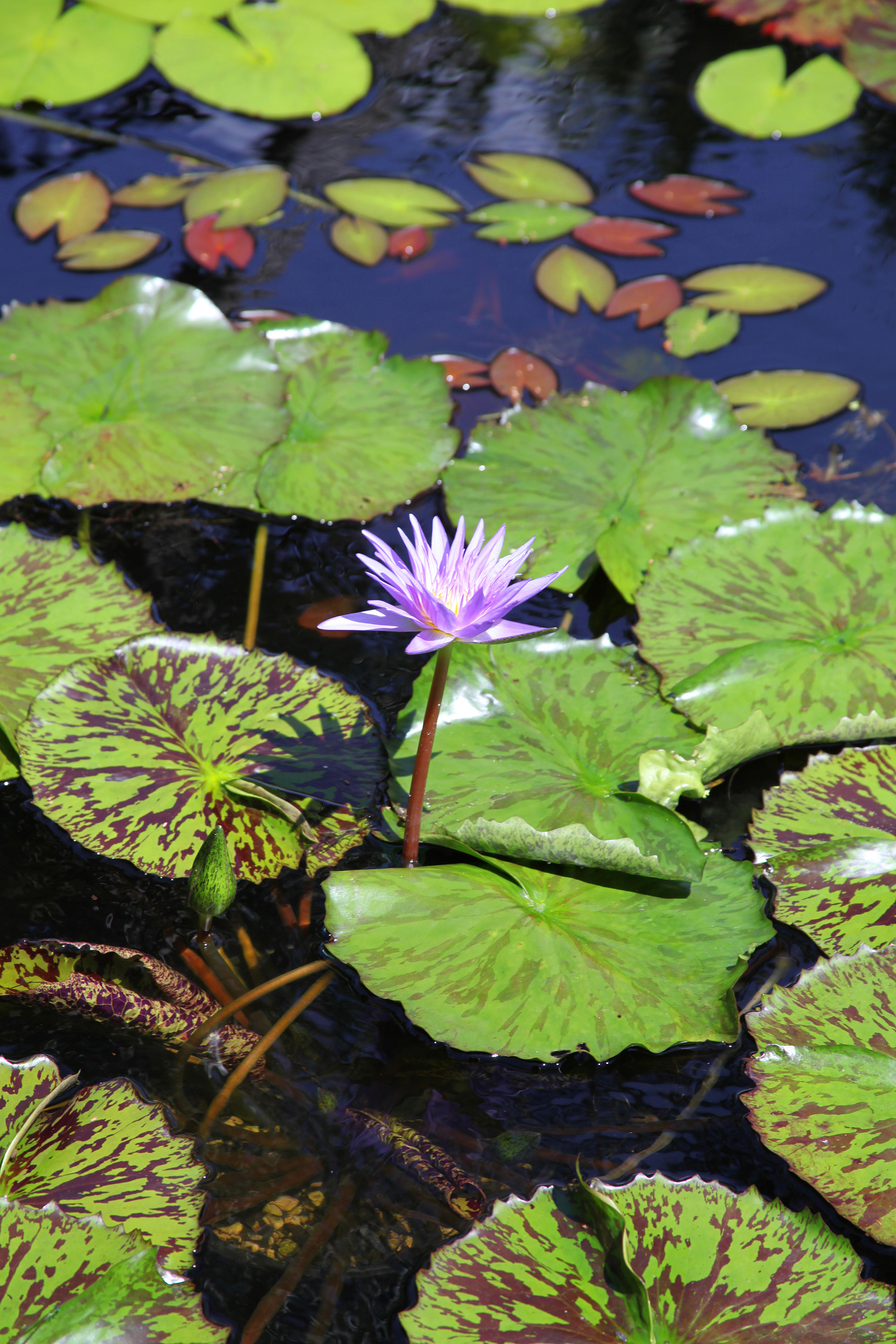 Lily on a Pond 2