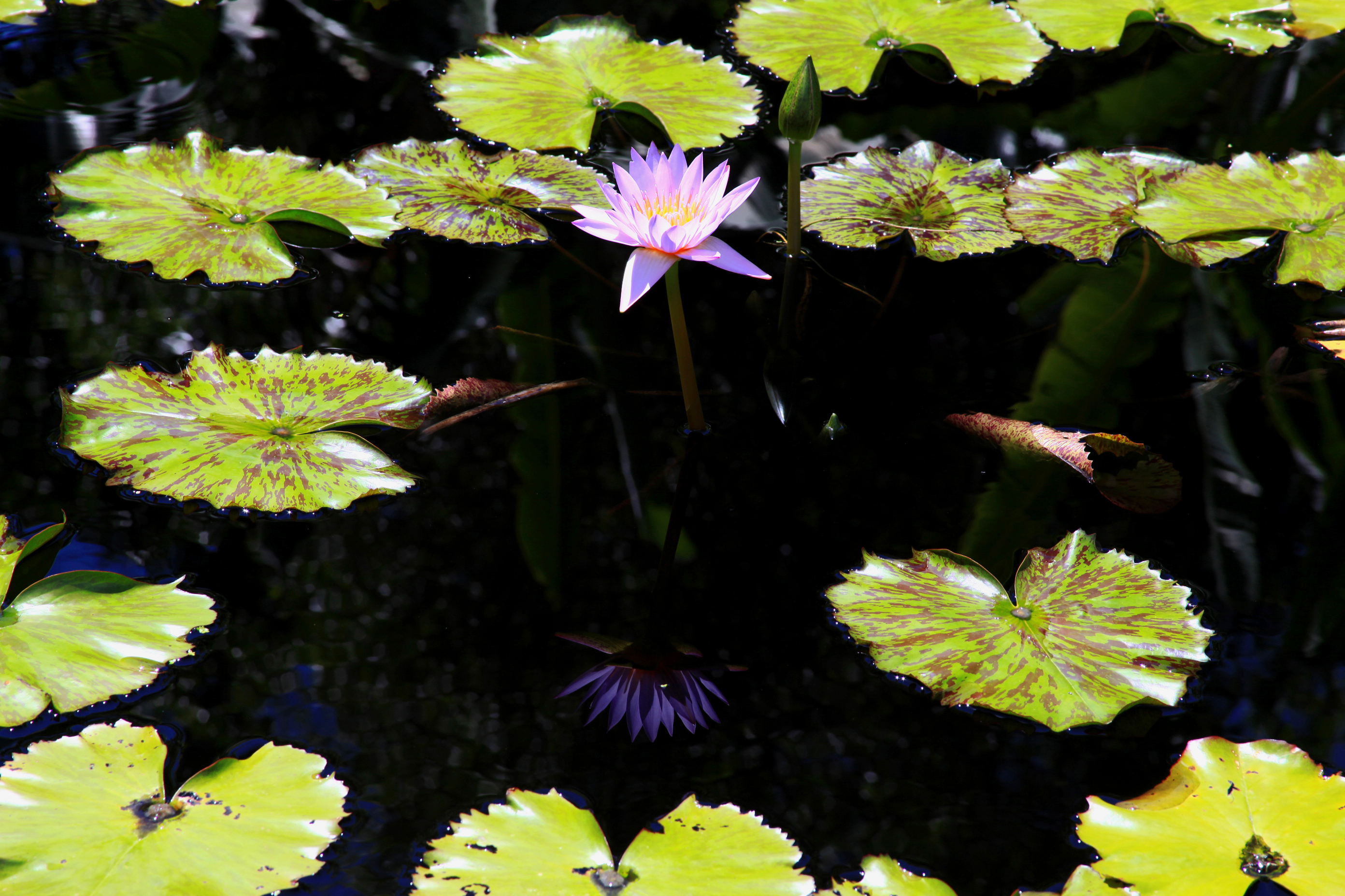 Lily on a Pond 1