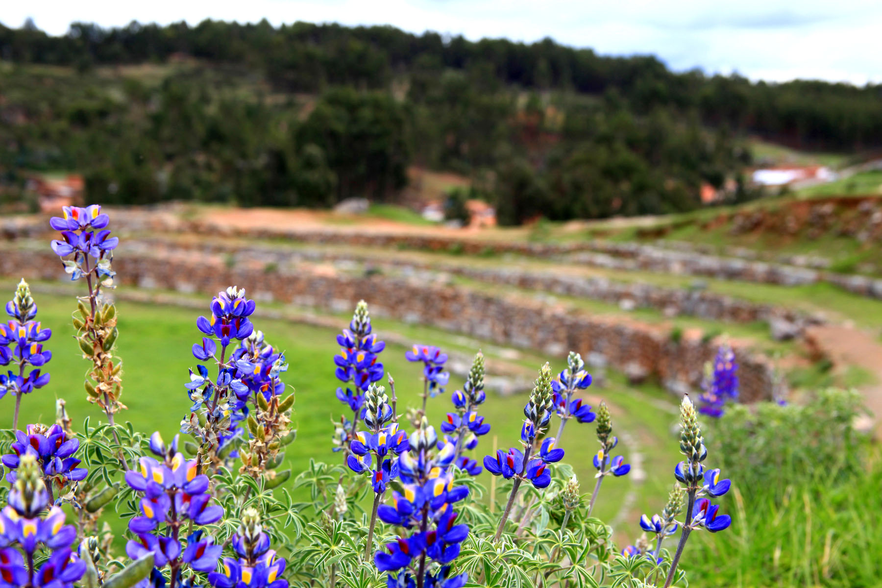 Purples Sacsayhuaman