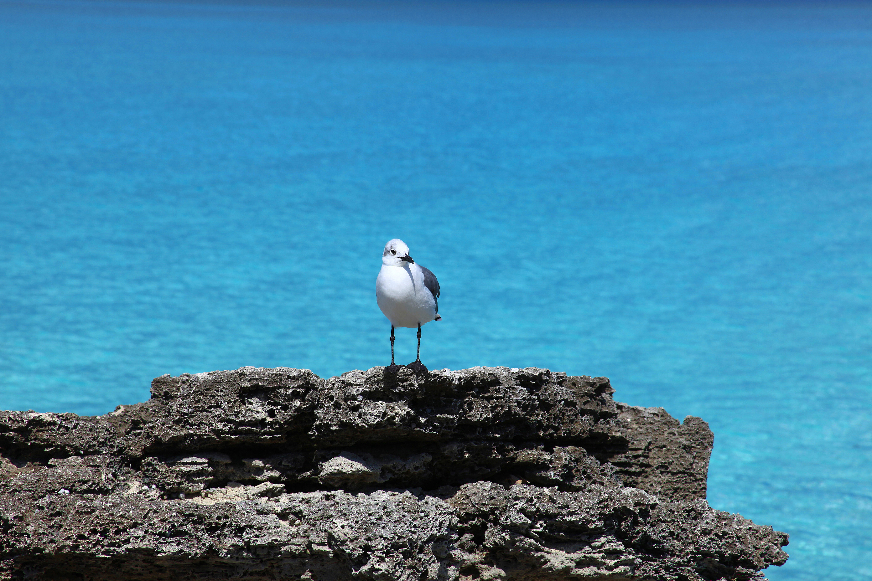 Bahamas Seagullsl 2