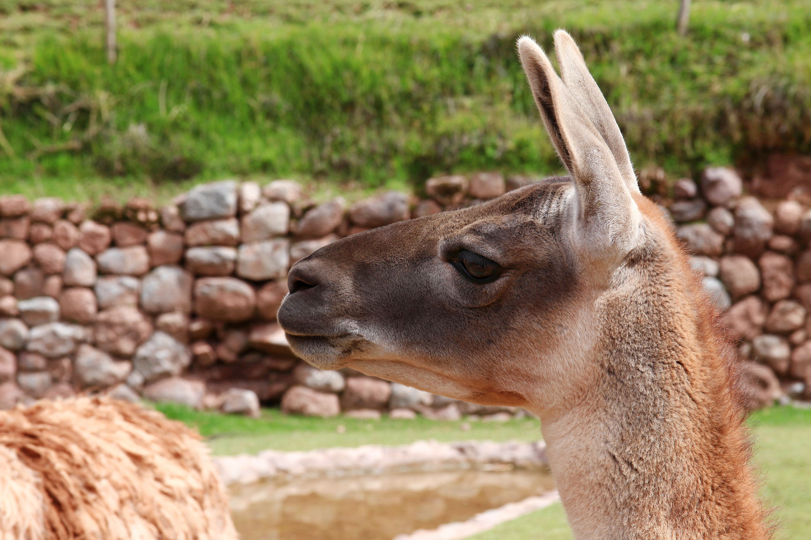 Cuzco Alpaca