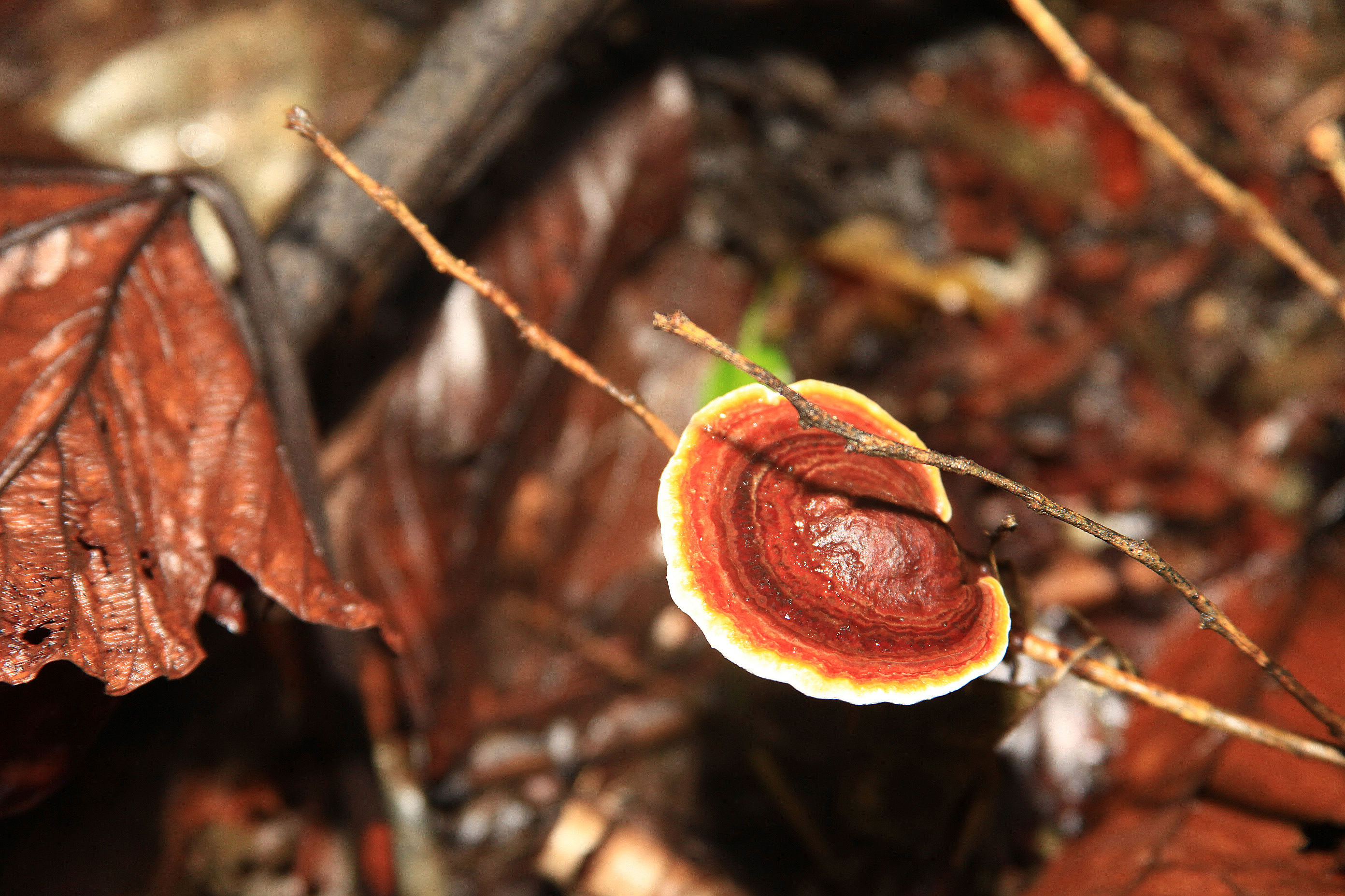 Red Mushrooms