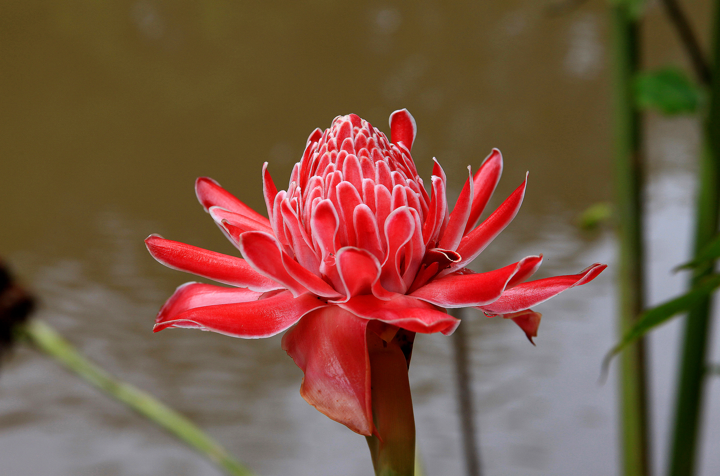 Red Flower