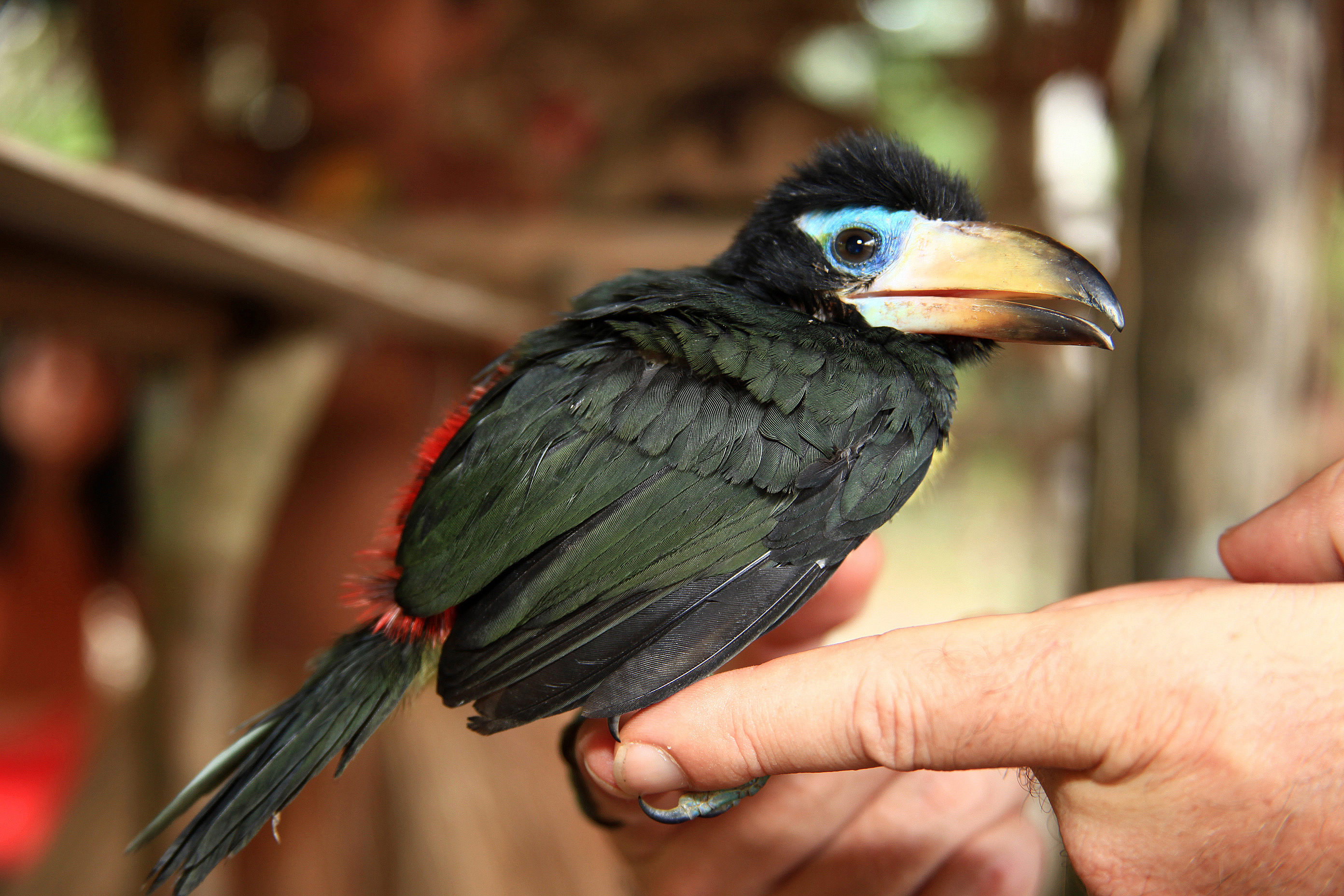 Baby Tucan