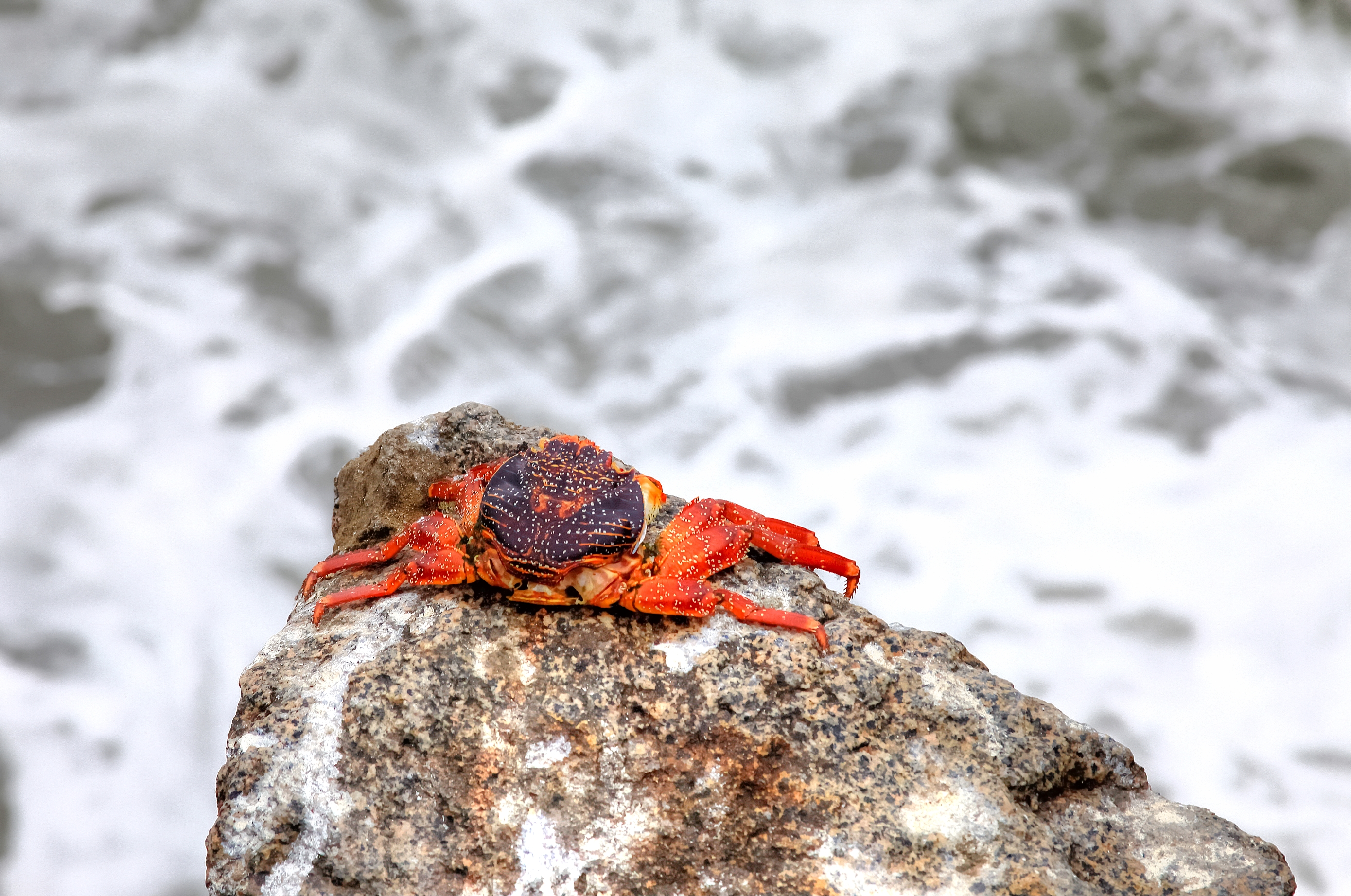 Just a Crab