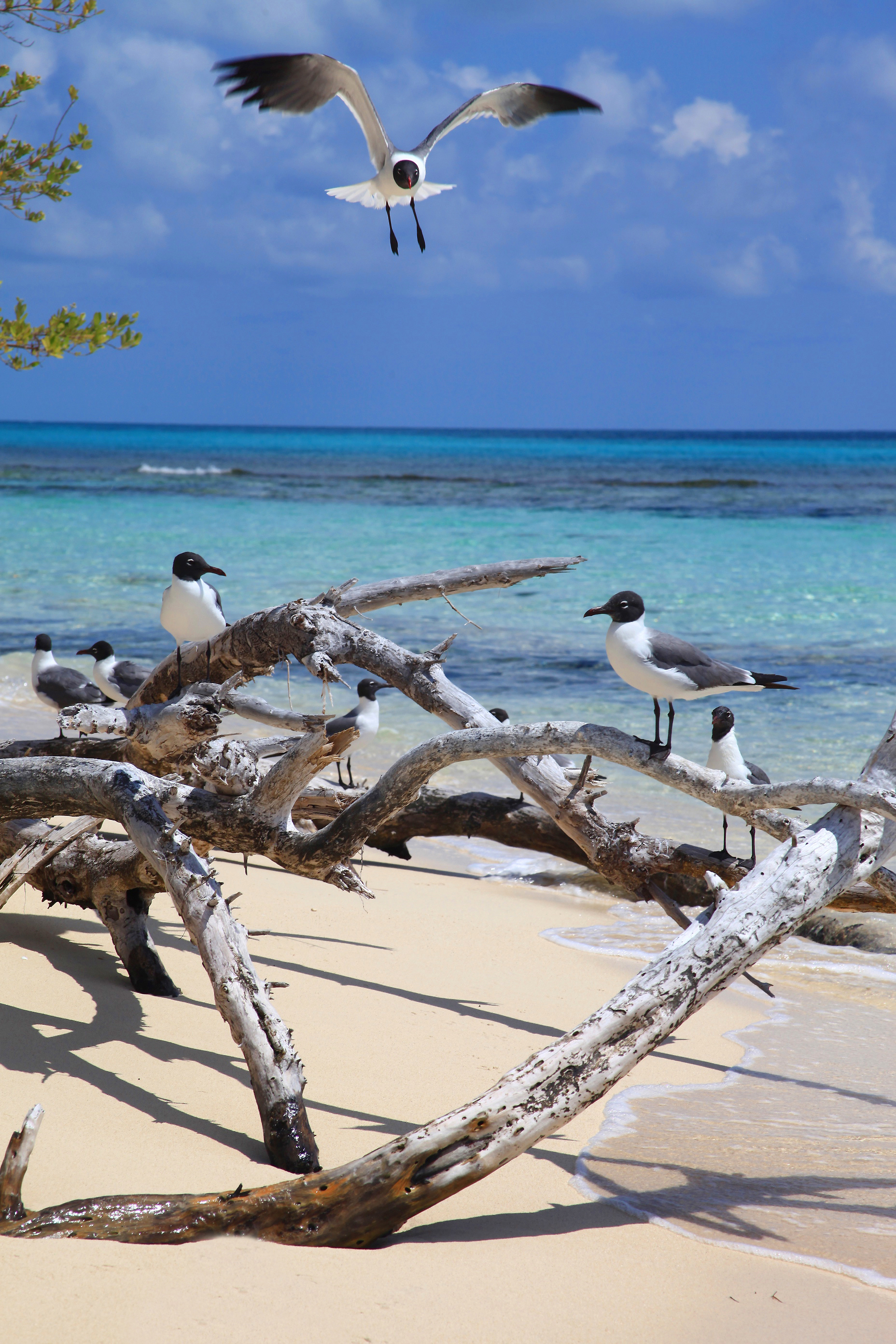 Bahamas Seagulls 1