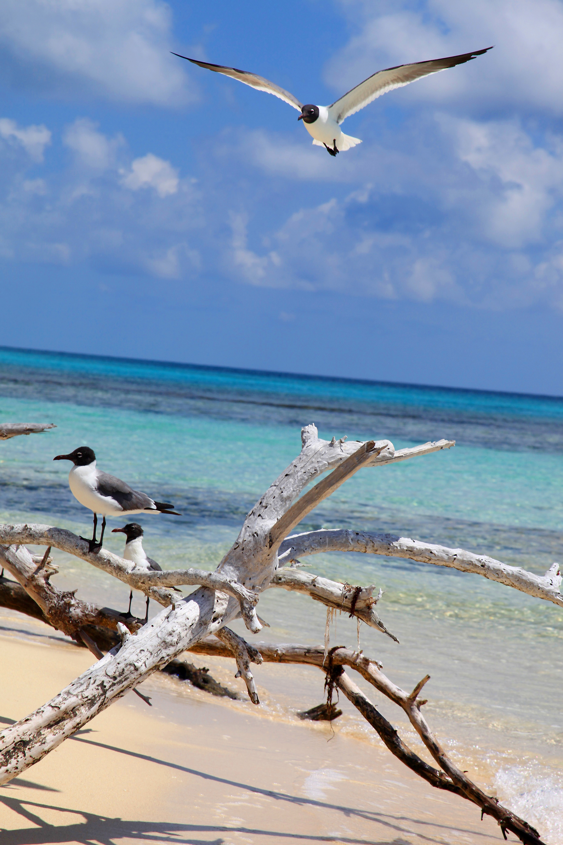 Bahamas Seagulls 3