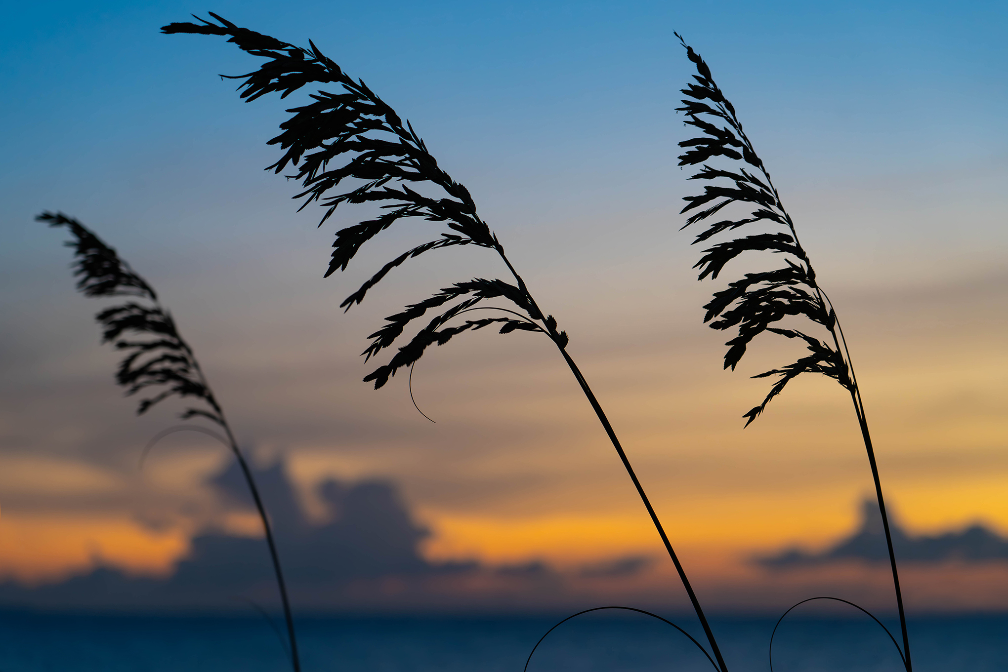 Fort Lauderdale Beach Spikes