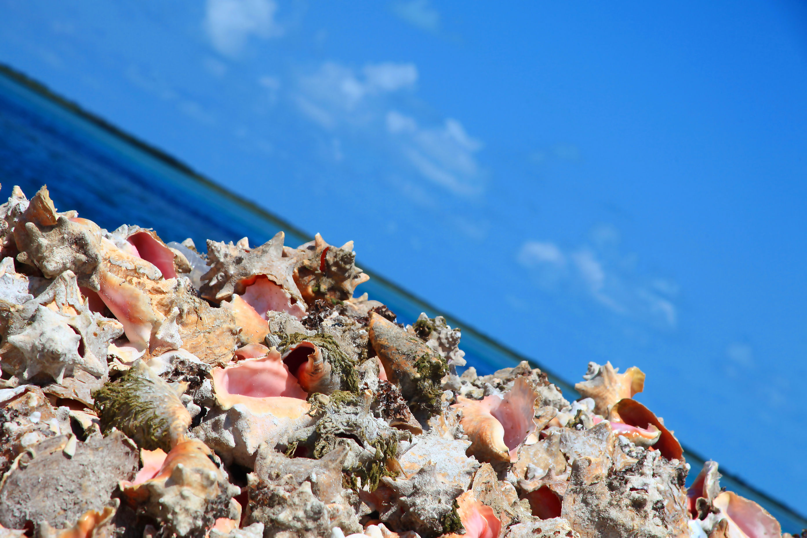 Bimini Conch 1