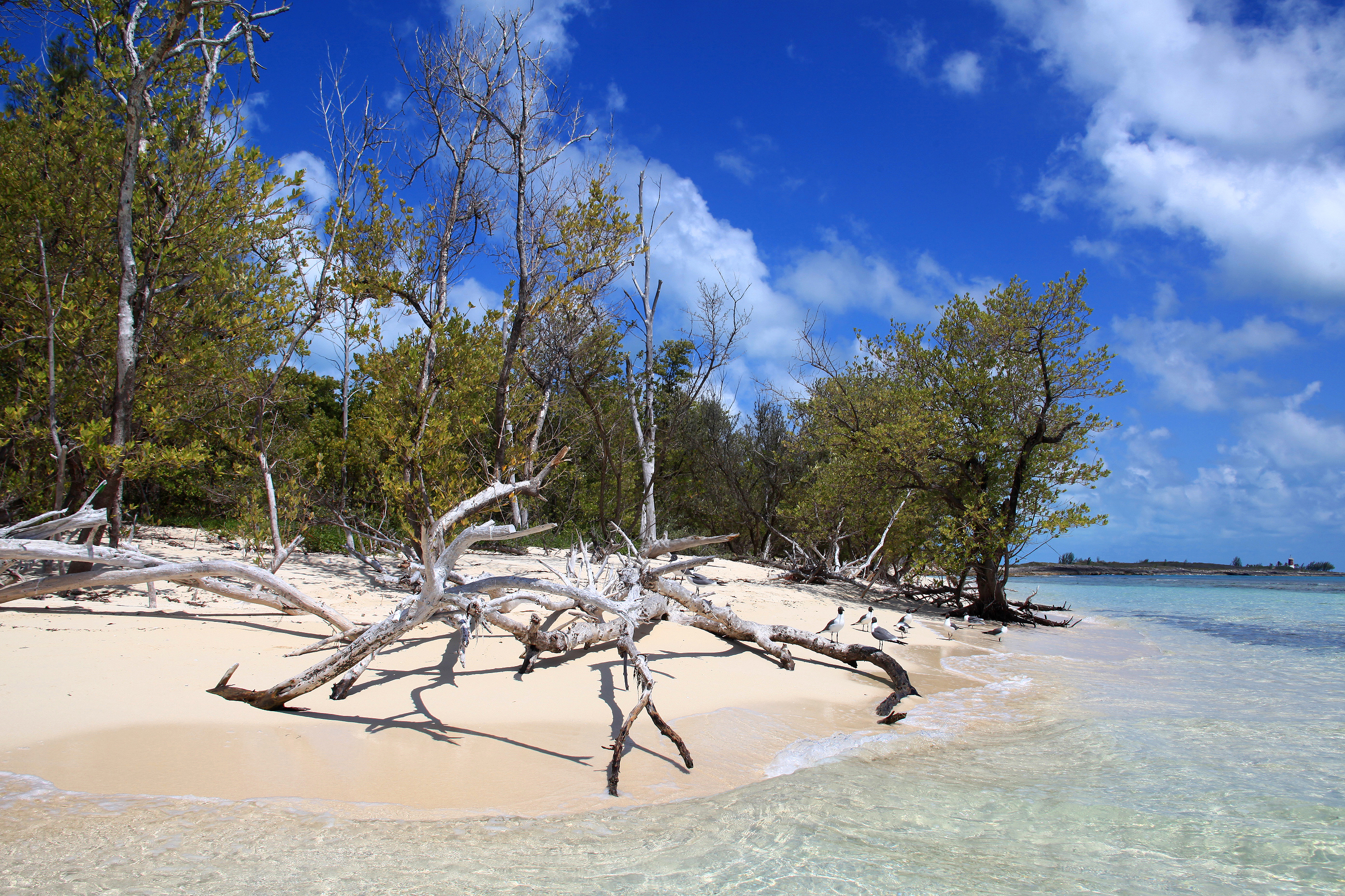 Bimini Beach 5