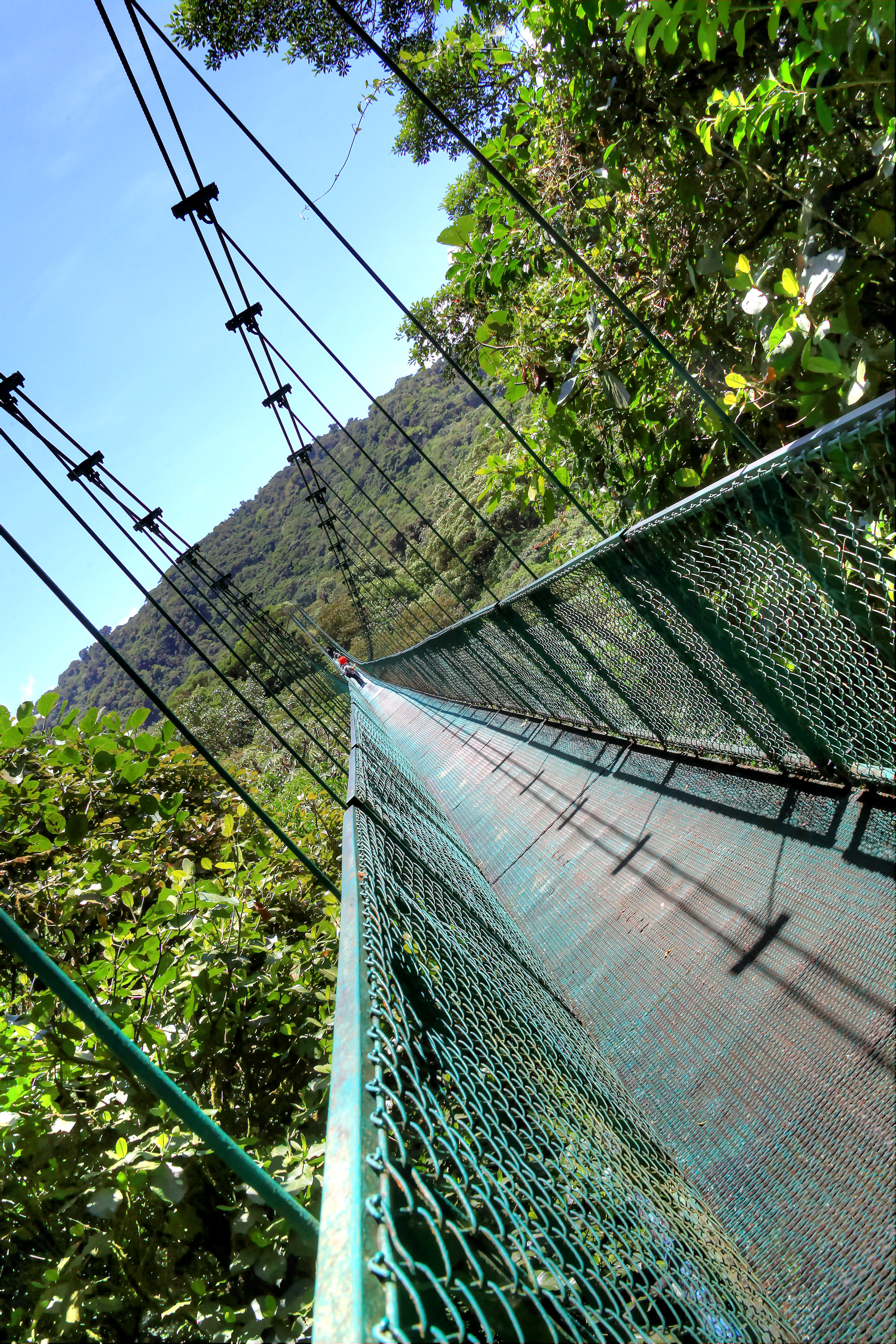 Monteverde Bridge