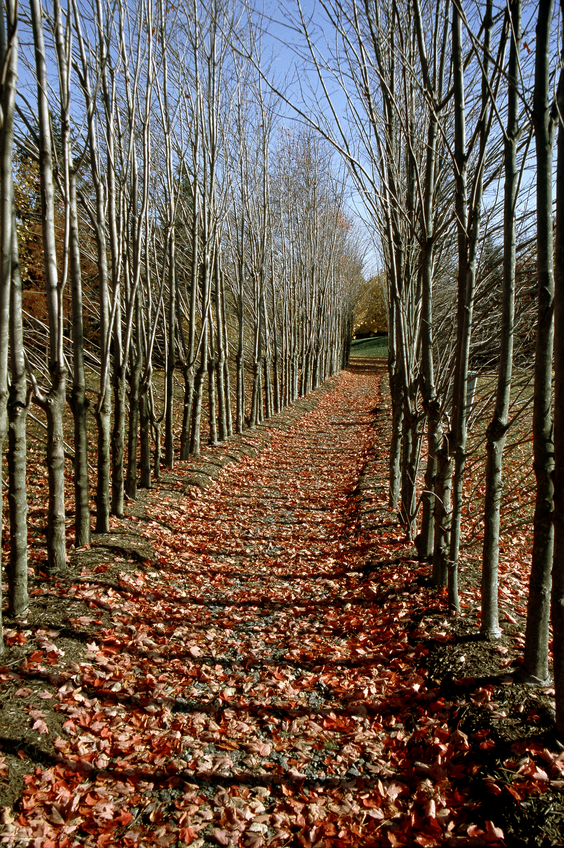 Red carpet of Leaves