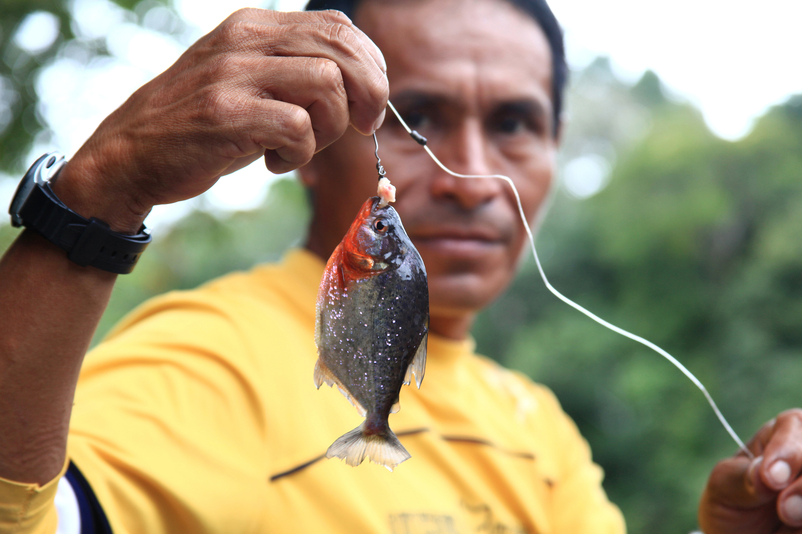 Iquitos Piranha